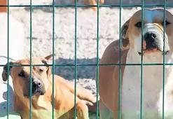 Sokak köpekleri düzenlemesi ile ilgili Bakan Yumaklı'dan açıklama: 6 aydan 2 yıla kadar hapis öngörülüyor
