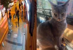 Köpeklere saldıran 'Gri Aslan' lakaplı kedi esnafı canından bezdirdi