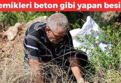 Adana'da kavurucu sıcakta hasadı başladı! Kilosu 8 TL: Avuç avuç yiyince kemikleri beton gibi yapıyor! Balgamı ciğerden söküp atıyor