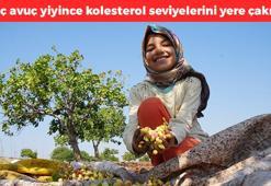 Kilis'te hasadı başladı! Kolesterolü yere çakıyor, avuç avuç yiyince kalbe iyi geliyor, tansiyon seviyesini koruyor, E-B-C vitamini zengini