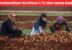 Kilosu 4 TL'ye düştü! Afyonkarahisar'da hasadı başladı, herkes kilo kilo alıyor, basurun kökünü kurutuyor, herkes ayıla bayıla yiyor vücuda enerji yüklüyor