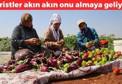 Kolesterolün kökünü kurutuyor! Gaziantep'te hasadı devam ediyor, potasyum zengini, kurutmalık olarak tüketildiğinde çare olmadığı hastalık yok, tam bir şifa deposu