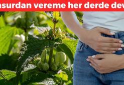 Halk arasında 'ballıbaba' olarak biliniyor! Basurun en doğal çaresi, verem ve kabakulağa da şifa oluyor! Egzama, mantar ve kaşıntının kökünü kazıyor