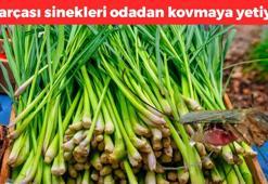 Odaya 1 parça koymak yetiyor! Sivrisinek istilasına son veriyor, hoş koku yayıp tüm haşereleri odadan uzak tutuyor!