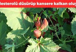 Kilosu 200 TL, kansere kalkan oluyor! Pazar görmeden kapış kapış satılıyor: Kalsiyumda inek sütünü sollayan besin, kolesterolü damardan kazıyor!