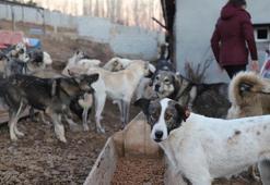 Sahipsiz hayvanlara yönelik kanun teklifi TBMM Genel Kurulu'nda kabul edildi