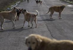 10 soru 10 cevap! Sahipsiz hayvanlara yönelik düzenleme neleri kapsıyor?