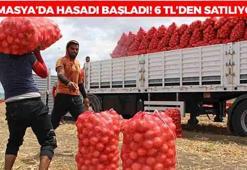 Amasya'da 'Kırmızı altın' hasadı başladı! Kilosu 6 TL'den satılıyor: Kansere karşı koruyucu kalkan oluşturuyor