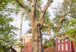 Türkiye’nin en yaşlı ağacı Tunç Çağı’ndan beri ayakta! Osmanlı padişahlarını dahi gördüler