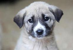 Sokak hayvanları düzenlemesi, Resmi Gazete'de yayımlandı ve yürürlüğe girdi