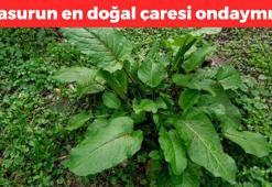 Doğada kendi kendine yetişen basur otu! C vitamininde limonu solluyor, demir eksikliğini bitiriyor! 100 yaşına kadar yaşamanın sırrı ondaymış!