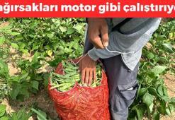 Kilosu 12 TL'ye düştü! Bağırsakları motor gibi çalıştırıp kemikleri betona çeviriyor! Kolesterolün baş düşmanı