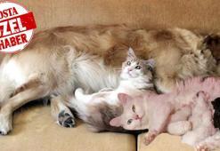 Evcil hayvanların velayet ve nafaka bilmecesi! İşte ödenen miktarlar