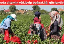 Kilosu 7 TL'ye düştü! Türkiye'den dünyaya satılıyor, salça yapmak isteyenler kapış kapış alıyor, A vitamini deposu, cilde kolajen yüklemesi yapıp gözleri şahine çeviriyor