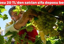 Kilosu 20 TL'ye düştü! Manisa'da hasadı devam ediyor, vücuda A-B-B6 vitamini depoluyor, şeker hastalığına iyi geliyor, bağışıklığı turp gibi yapıyor