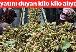 Mut'ta hasadı başladı! Kilosu 62 TL: Kolesterolü damardan silip atıyor, proteinde eti sollayan tek besin! Kemikleri betona çeviriyor
