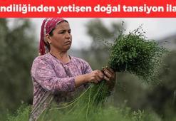 Doğada kendi kendine yetişiyor, demirde ıspanağı unutturuyor! Doğal tansiyon ilacı, kabızlığı bitiriyor! Kalsiyum ve magnezyum deposu