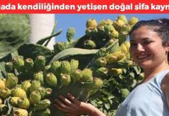 Doğada kendiliğinden yetişiyor! Tanesi 10 TL'den tezgahta yerini aldı, bağırsakları harıl harıl çalıştırıyor, kabızlığı anında kesiyor, kemikleri beton gibi yapıyor