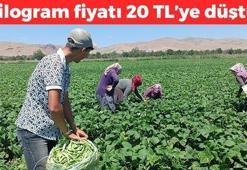 Kilosu 20 TL'ye düştü! Afyonkarahisar'da hasadı sürüyor: Kemikleri betona çeviriyor! Bağırsakları çalıştırıp C vitamini yüklüyor
