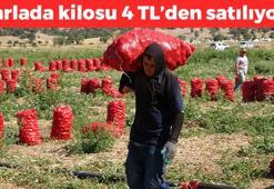 Kilosu 4 TL ama pazarda 3 katına satılıyor! Mantarın kökünü kazıyor, doğal şeker ilacı! Karaciğeri yeniden doğmuş gibi yapıyor