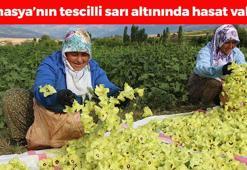 Amasya'nın sarı altınında hasat başladı! Kilosu 1000 TL: Kolesterolü düşürüyor, kalsiyum ve magnezyumla kemikleri beton gibi yapıyor!