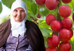 Ormanlarda kendiliğinden yetişiyor, bedava vitamin deposu...Limondan 60 kat fazla C vitamini içeriyor!
