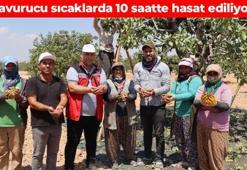 40 derece sıcakta hasadı yapılıyor! Güneydoğu'nun "yeşil altını" olarak da biliniyor: Doğanın en güçlü protein kaynağı, kötü kolesterolü yerle bir ediyor