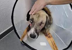 ‘Hedef tahtası’ gibi ateş edildi, Hande Yener sahiplendi