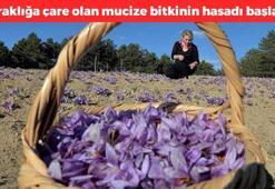 Kuraklığa çözüm olacak! 40 derecede hasat ediliyor, şifalı bitli kuraklığa iyi geliyor, toprakların verimini artırıyor