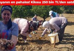 Dünyanın en pahalı baharatında ekim vakti! Kilosu 250 bin TL: Türklerin milli bitkisi olarak biliniyor, faydaları say say bitmiyor