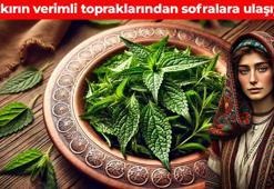 Sivaslıların vazgeçemediği lezzet! Yol kenarında kendiliğinden yetişiyor: Enfeksiyonun kökünü kurutup şeker hastalarına şifa oluyor