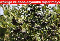 Süper meyvenin hasadı başladı! -32 dereceye dayanabiliyor: Damar tıkanıklığını önleyip pıhtı oluşumunu engelliyor