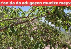 İltihabı kurutup tıkalı damarları açıyor, kolesterolü silip atıyor! Doğal tansiyon ilacı