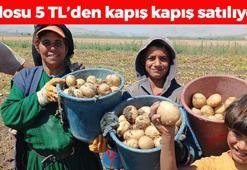 Afyonkarahisar'da hasadı başladı! Kilosu 5 TL: Kolesterolü düşürüp kabızlığın ve basurun kökünü kazıyor!