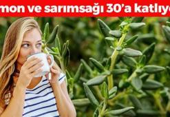 Çayını yapıp bardak bardak için! Limon ve sarımsağı 30'a katlıyor! Dünyanın en güçlü antioksidanı, kolesterolü silip atıyor!