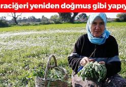 Yol kenarlarında kendiliğinden yetişiyor ama yüzüne bakan yok! Bilim insanları öneriyor: Karaciğeri resmen baştan yaratıyor, doğal şeker ilacı!