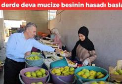 Aydın'dan dünyaya satılıyor! Demirin kralı olarak biliniyor, karaciğer ve safra kesesini toksinlerden arındırıyor, kolesterolün kökünü kazıyor