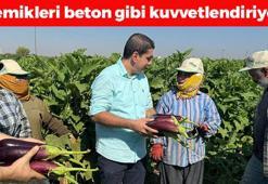 Şanlıurfa'da hasadı başladı! Turistlerin yeni favorisi: Kolesterolü silip atıyor, magnezyum ve kalsiyum oranı kemikleri betona çeviriyor!
