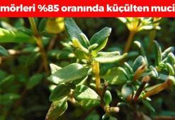 Bilim insanları etkisini açıkladı: Tümörleri %85 oranında küçültüyor! İlaç endüstrisinin sonunu getirecek bitki, kanser riskini sıfırlıyor!