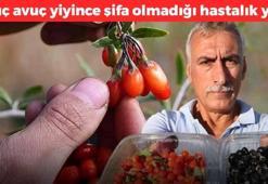 Kavurucu sıcaklarda hasat ediliyor! 1 avucu karaciğer ve safra kesesindeki toksinleri atıyor, kolesterolü anında düşürüyor