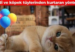 Tüy sorununu kökten bitiriyor! Kedi ve köpeğinizin tüyleri artık sorun olmayacak: Kıyafetlerde, koltuklarda ve halılarda işe yarıyor