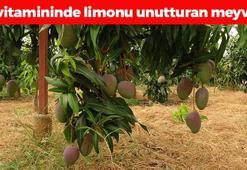 Kavurucu sıcakta hasadı başladı! Antioksidan kralı olarak biliniyor, C vitamininde limonu sollayan tek besin! Kalp damarlarının dostu