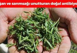 Sarımsak ve soğanı tarihe gömen doğal antibiyotik! Yemeklere 1 parça katmak yetiyor, iltihabın kökünü kazıyıp ağrı kesici etki sağlıyor