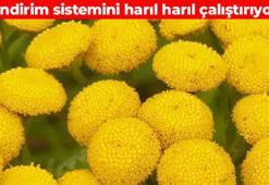 Kayalıkta kendiliğinden yetişiyor! Halk arasında 'Peygamber süpürgesi' olarak da biliniyor: Sindirim sistemini motor gibi çalıştırıyor, bağışıklığı çelik gibi güçlendiriyor