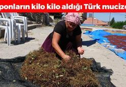 Yozgat'tan Japonya'ya kilo kilo satılıyor! Kolesterolü damardan siliyor, kendisi ayrı çekirdeği ve sapı ayrı şifa saçıyor! Doğal tansiyon ilacı