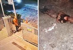 Kalp krizi mi sokak köpeği saldırısı mı? Ayhan Özçelik'in başına gelenler hastane raporunda