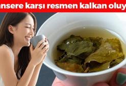 Çinliler bardak bardak içiyor, dünyadaki en güçlü antioksidan! Kansere kalkan oluyor, kolesterolü damardan silip atıyor!