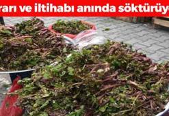 Pazarda kapış kapış satılıyor! Doğal idrar söktürücü, balgamın ve iltihabın kökünü kazıyor! Kabızlığa en doğal çareymiş