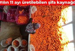 Lezzetini Konya'nın verimli topraklarından alıyor! Yılın 11 ayı üretilebiliyor: Bağışıklık sistemini kuvvetlendiriyor, vücudu hastalıklara karşı koruyor