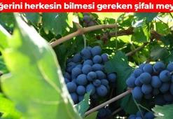 Kıymetini sadece Erzincanlılar biliyor! Bunu yiyen hastane önünden geçmiyor: Damarlarda biriken yağı temizliyor, bağırsakları harıl harıl çalıştırıyor
